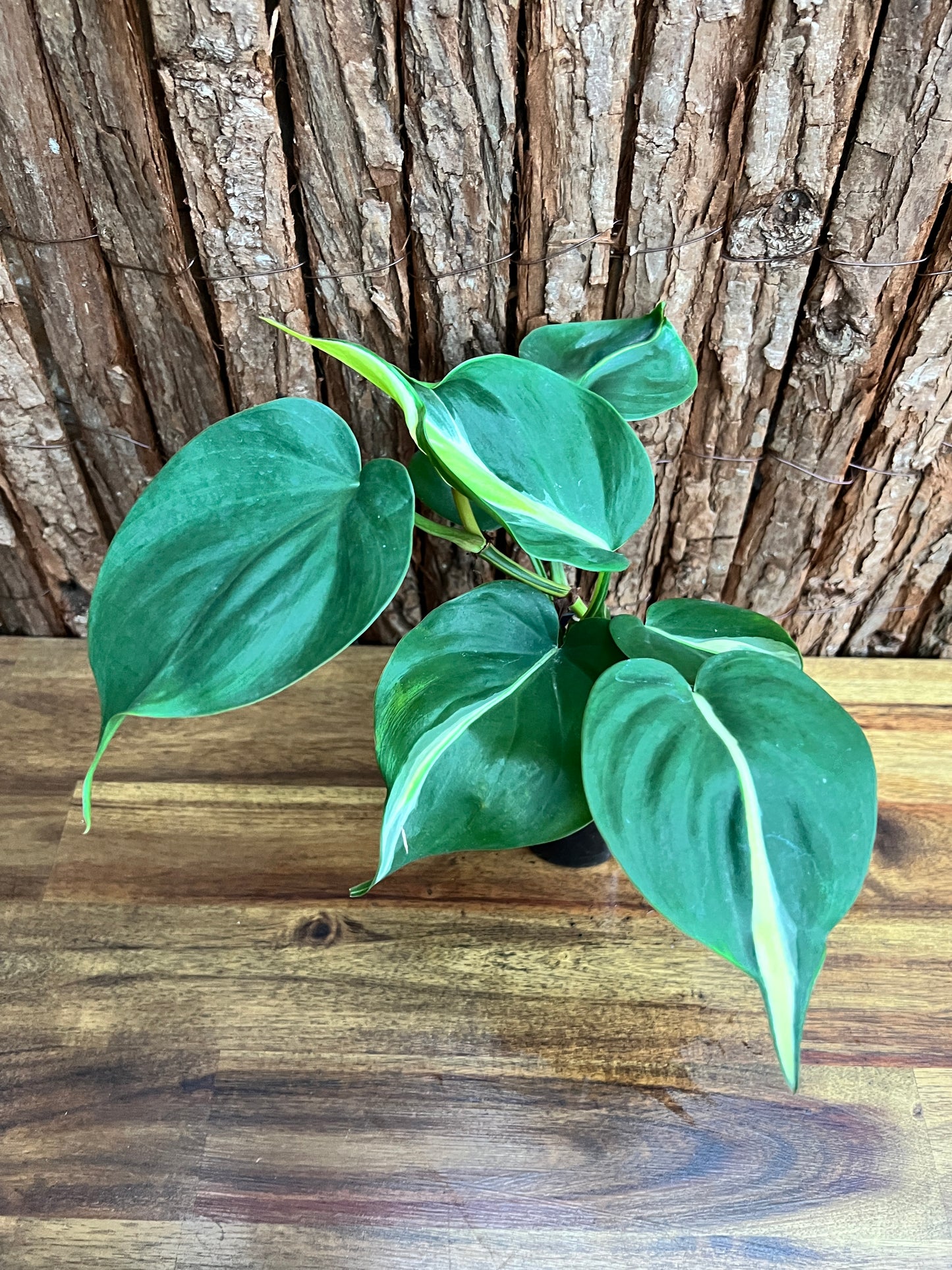 Philodendron hederaceum Rio - Large C152