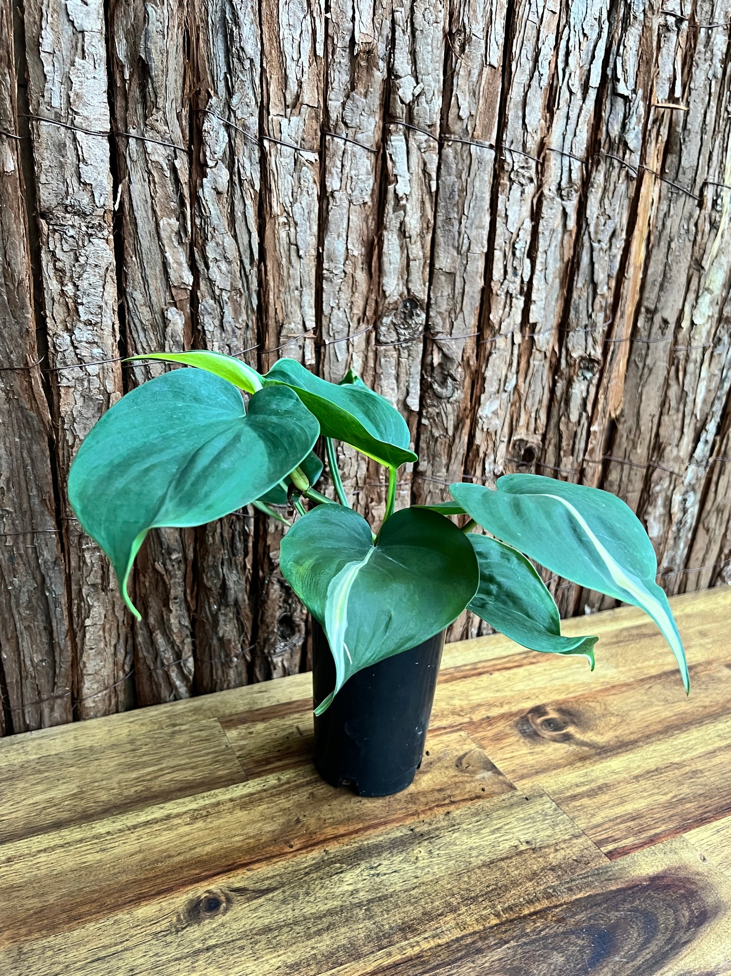 Philodendron hederaceum Rio - Large C152