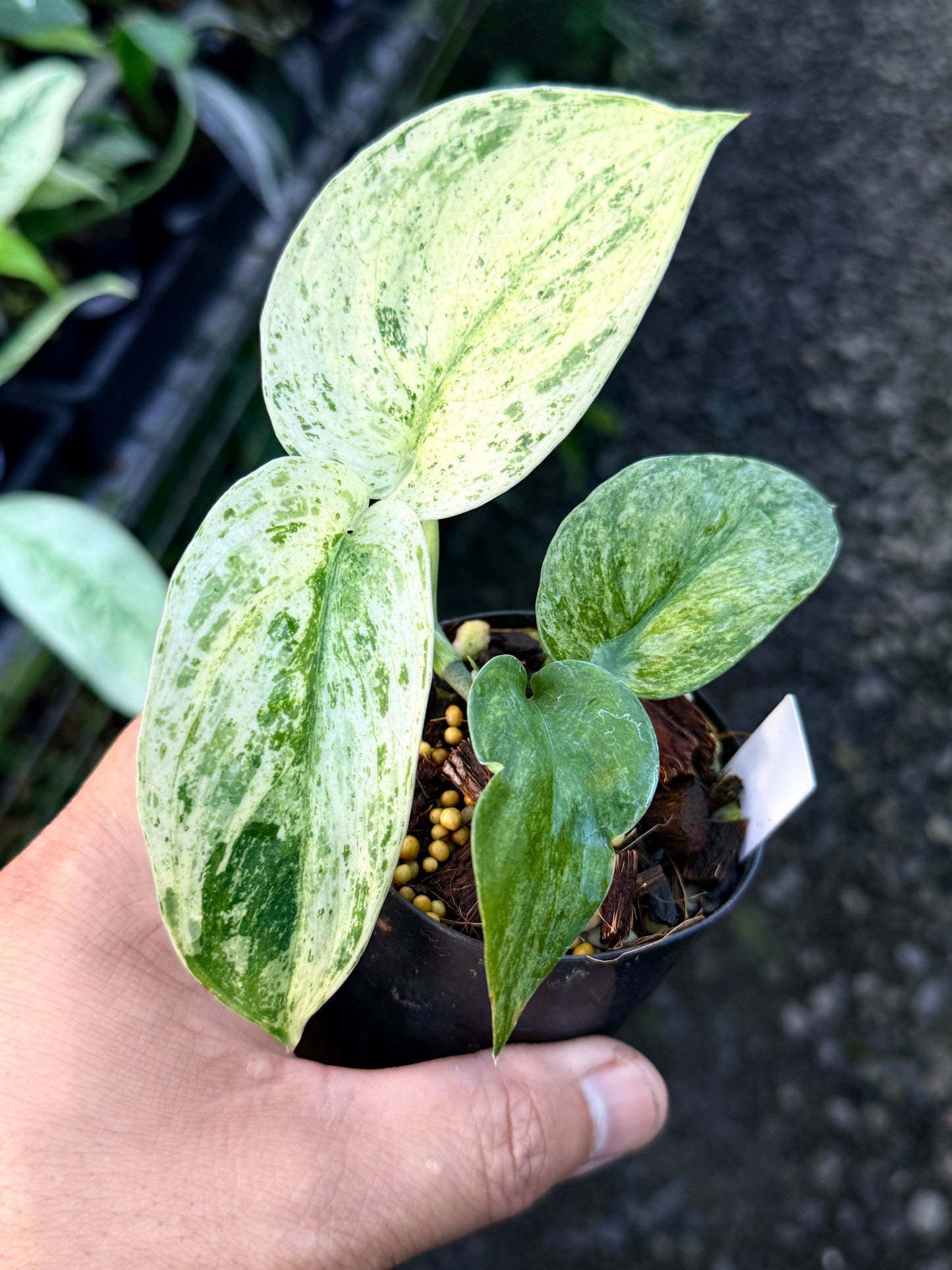 Scindapsus Jade Satin Marble Variegata R44