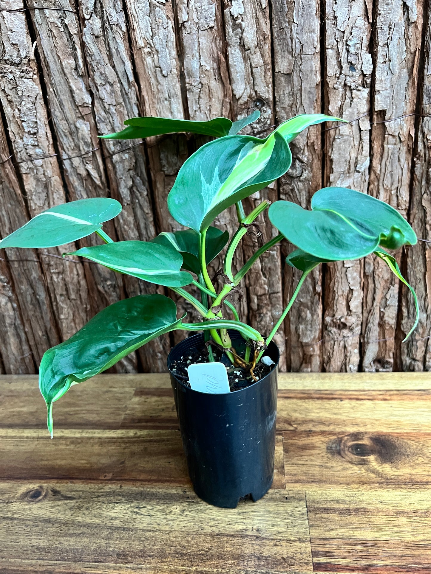 Philodendron hederaceum Rio - Large C152