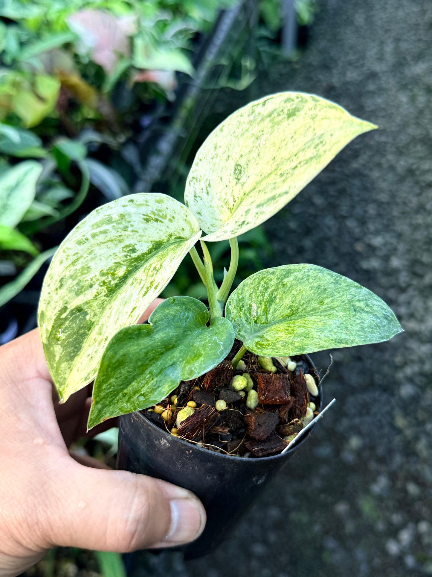 Scindapsus Jade Satin Marble Variegata R44