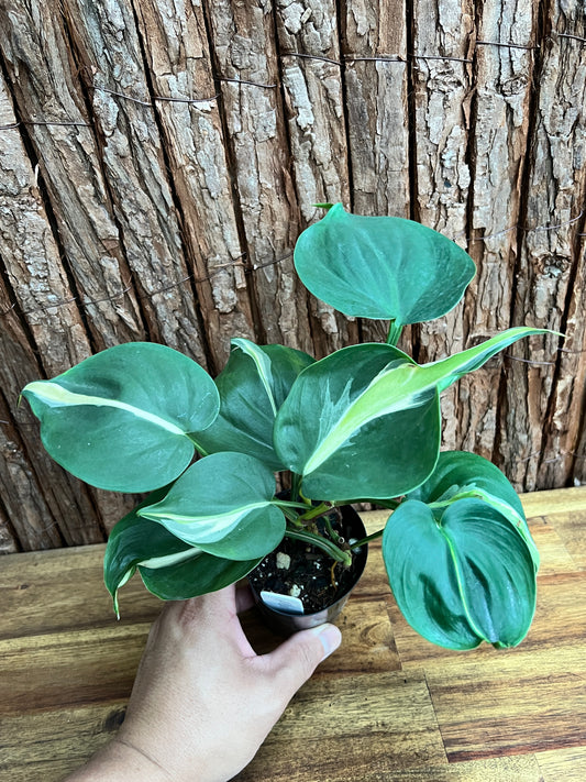 Philodendron hederaceum Rio - Large C153