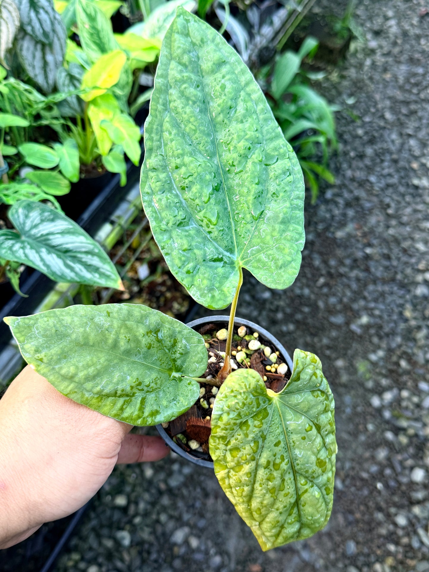 Anthurium Papillilaminum x Dressleri (JS) x Kuna R47