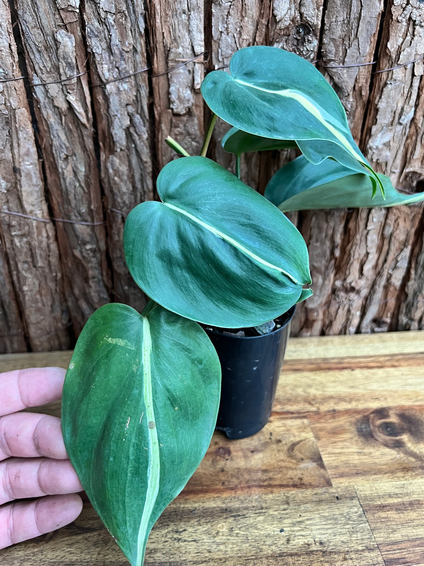 Philodendron hederaceum Rio - Large C153