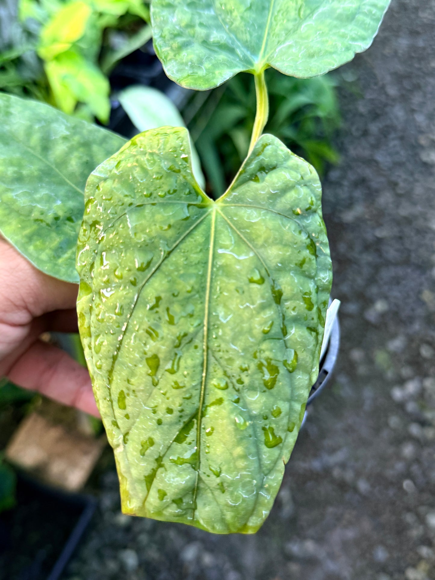 Anthurium Papillilaminum x Dressleri (JS) x Kuna R47