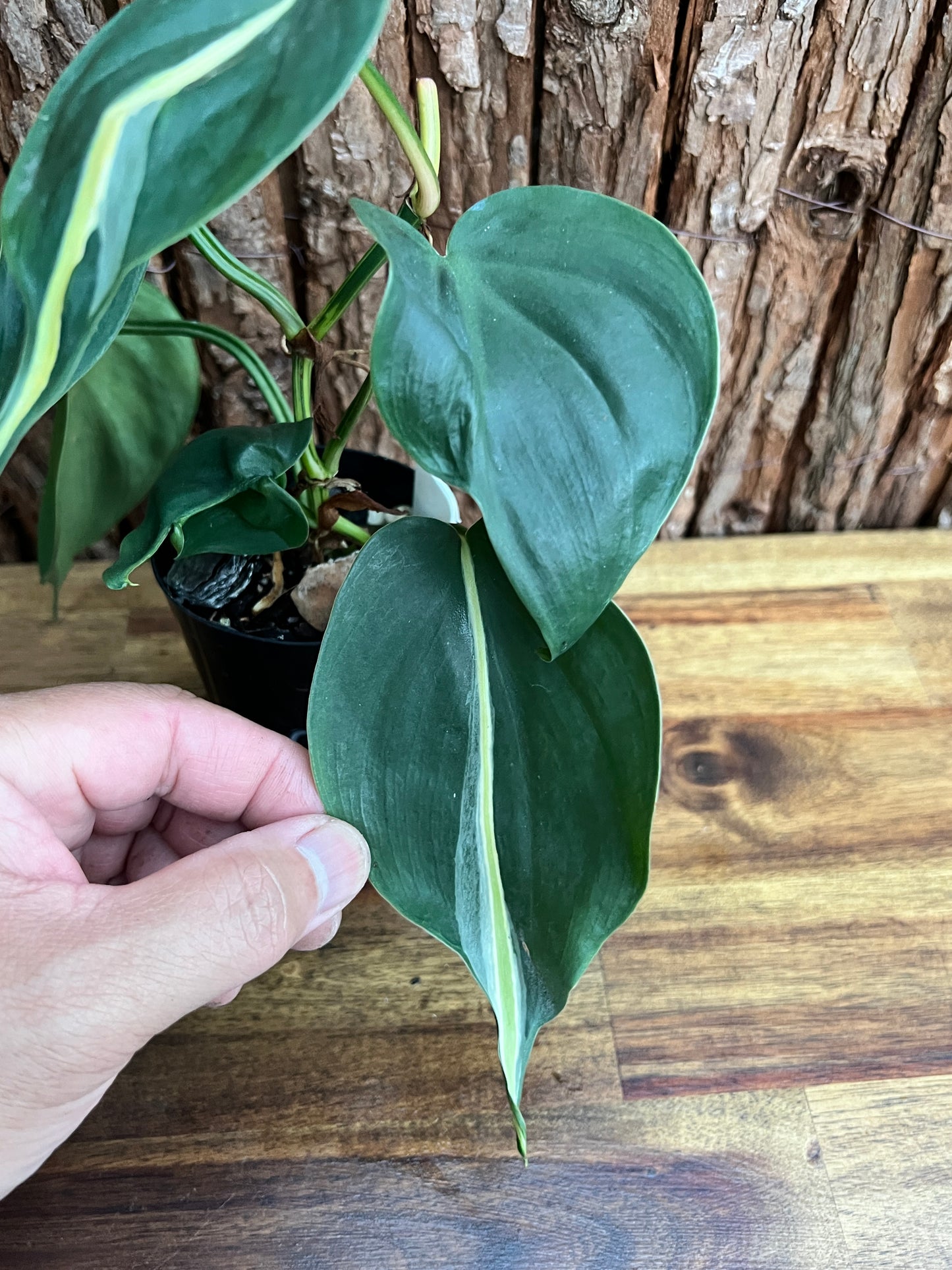 Philodendron hederaceum Rio - Large C153