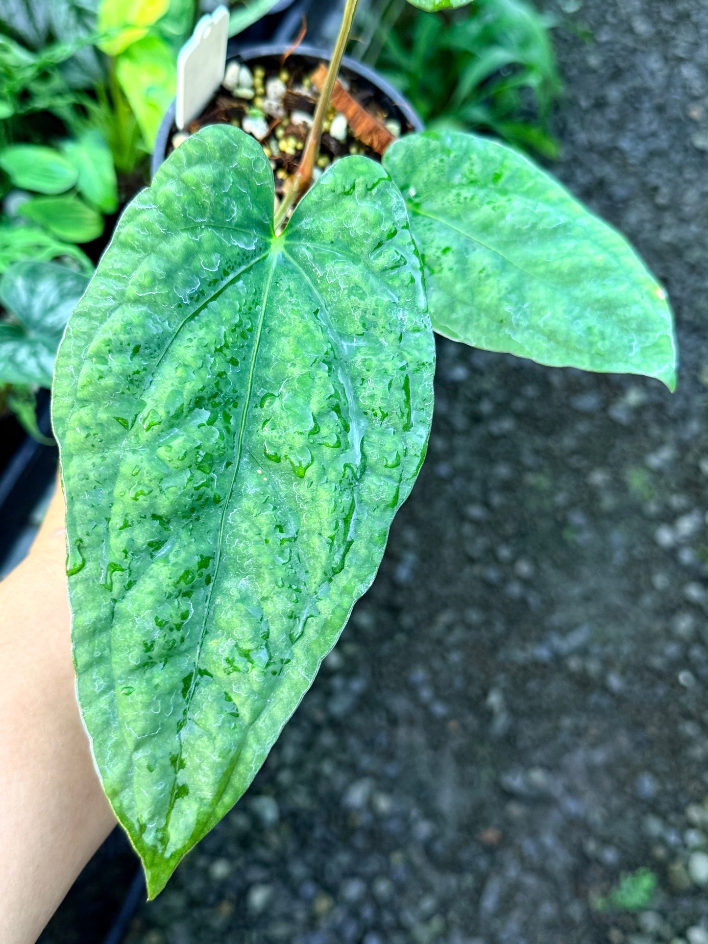 Anthurium Papillilaminum x Dressleri (JS) x Kuna R47
