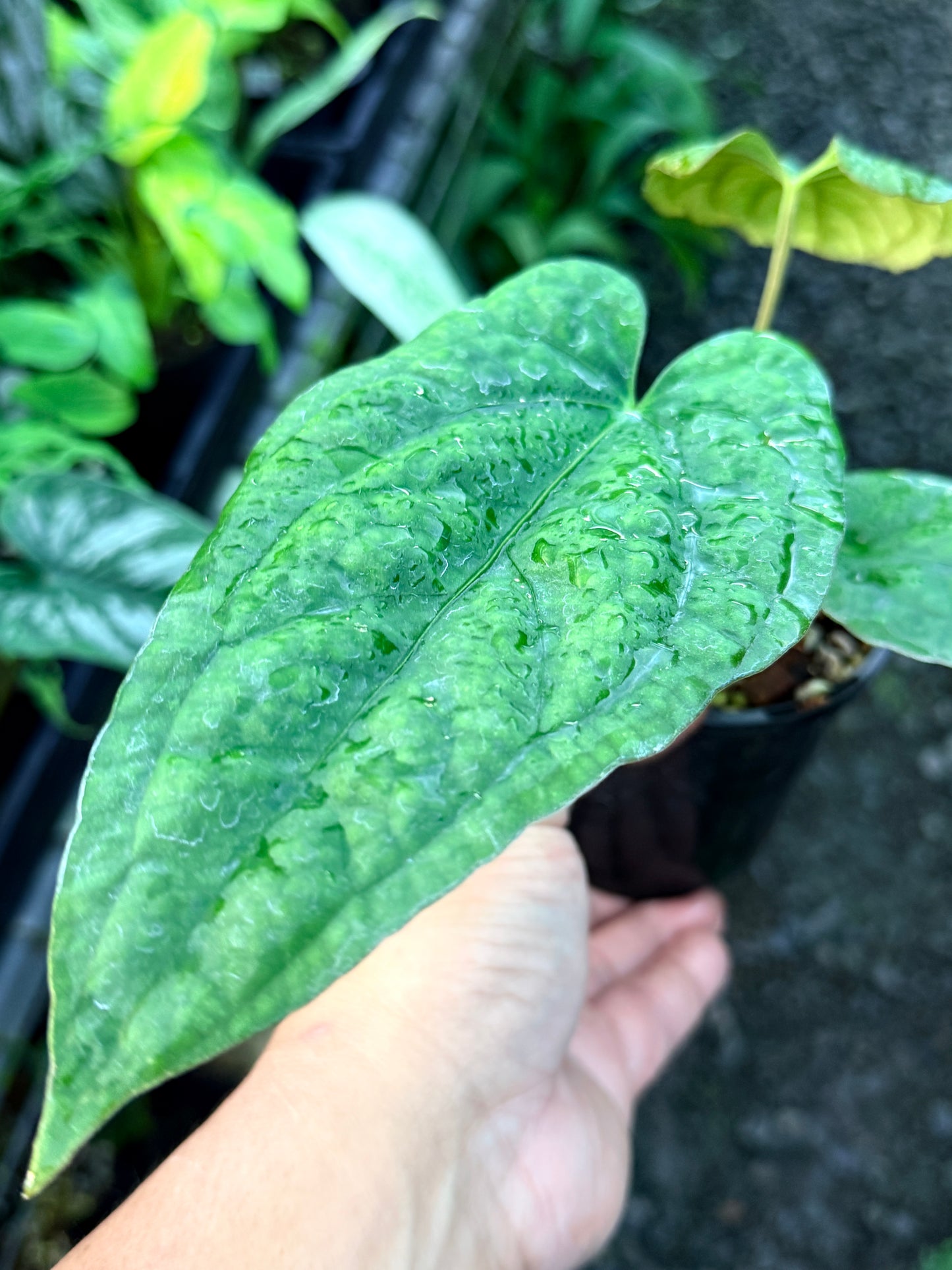 Anthurium Papillilaminum x Dressleri (JS) x Kuna R47