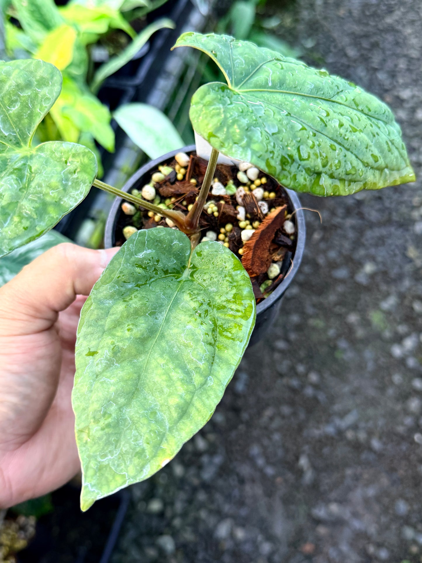 Anthurium Papillilaminum x Dressleri (JS) x Kuna R47