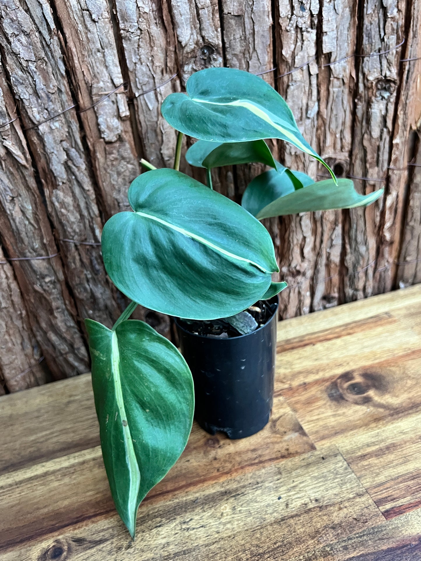 Philodendron hederaceum Rio - Large C153