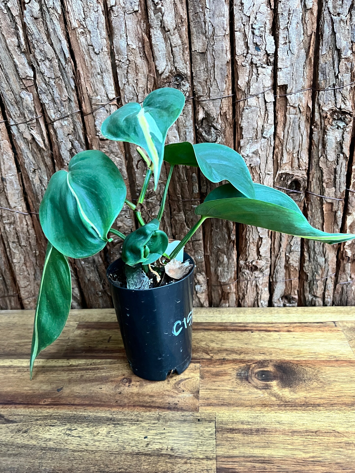 Philodendron hederaceum Rio - Large C153