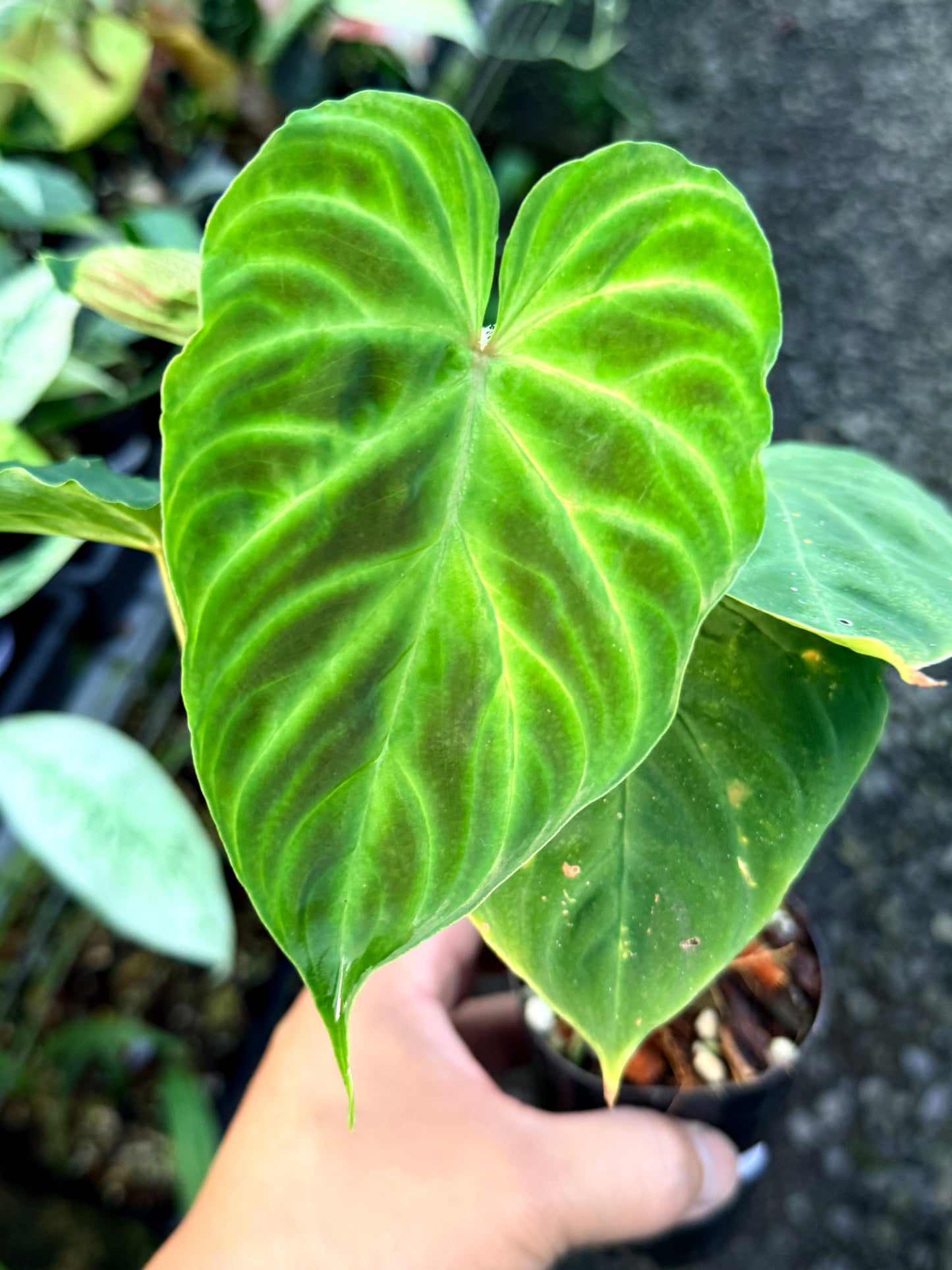 Philodendron 'Verrucosum' P48