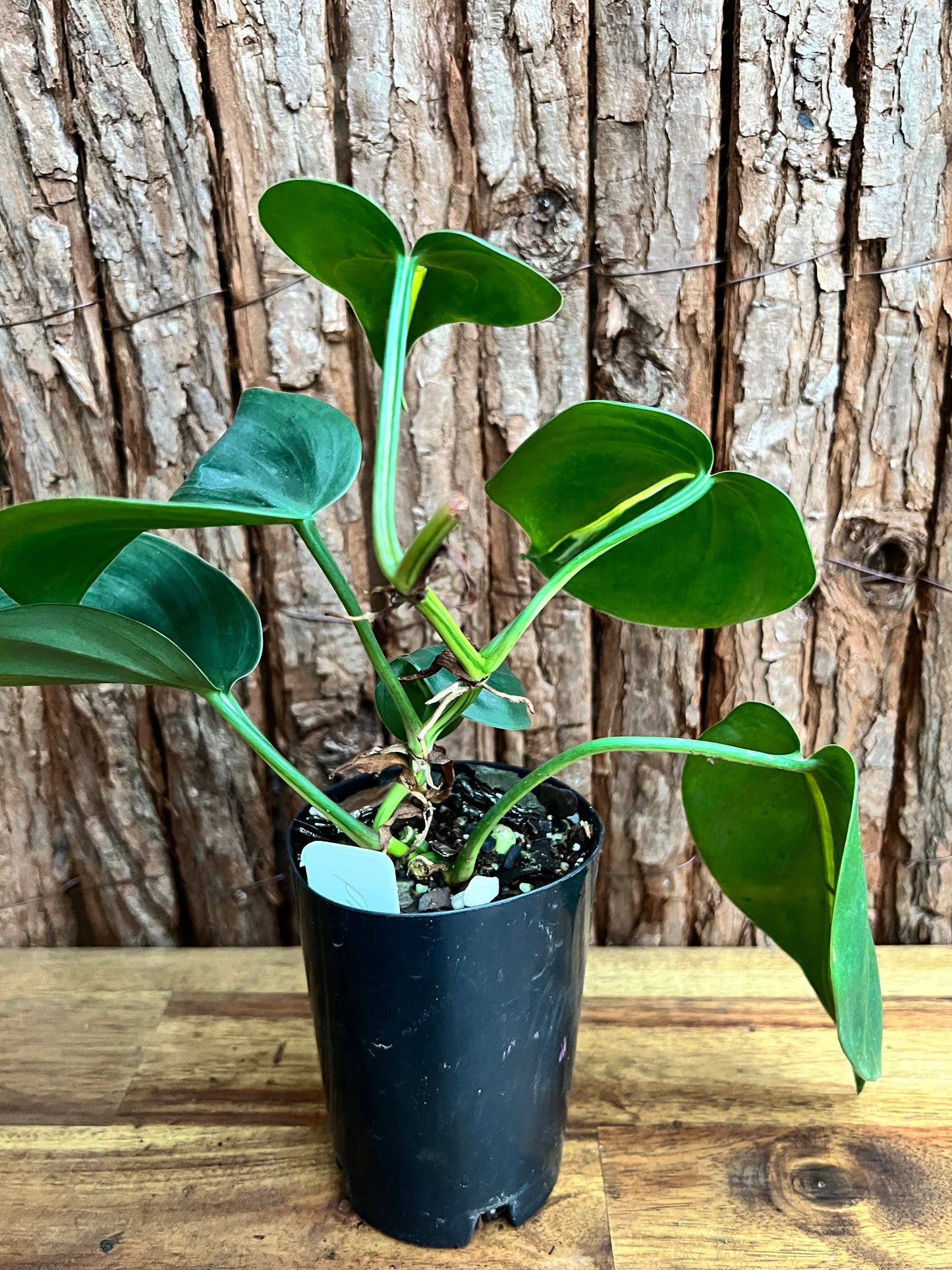 Philodendron hederaceum Rio - Large C153