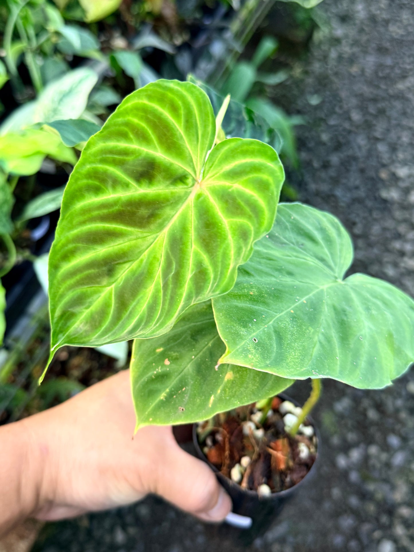 Philodendron 'Verrucosum' P48
