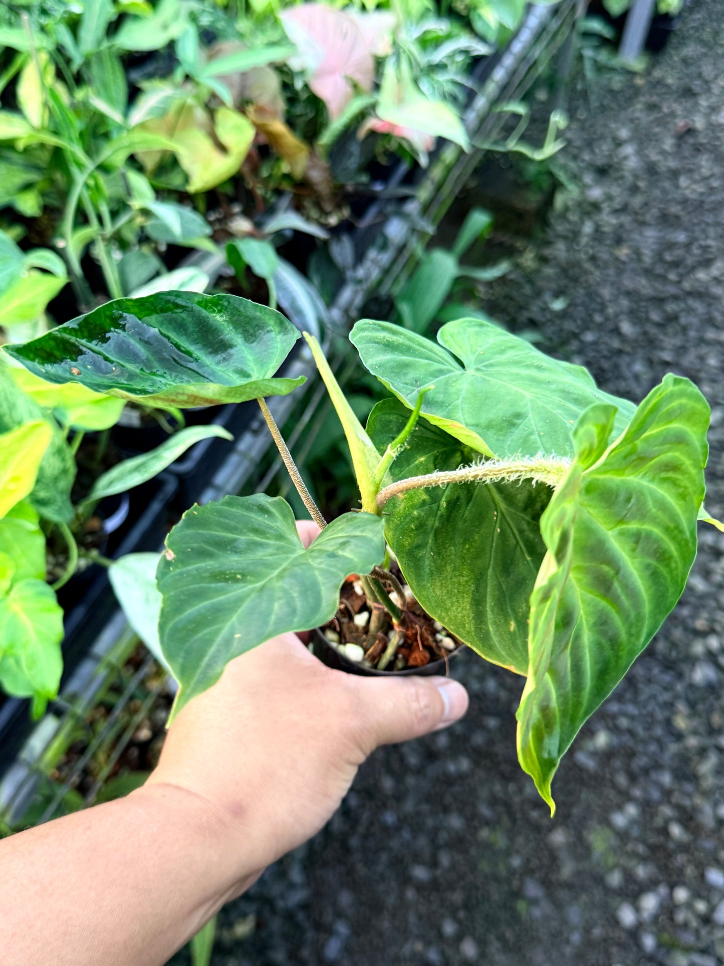 Philodendron 'Verrucosum' P48