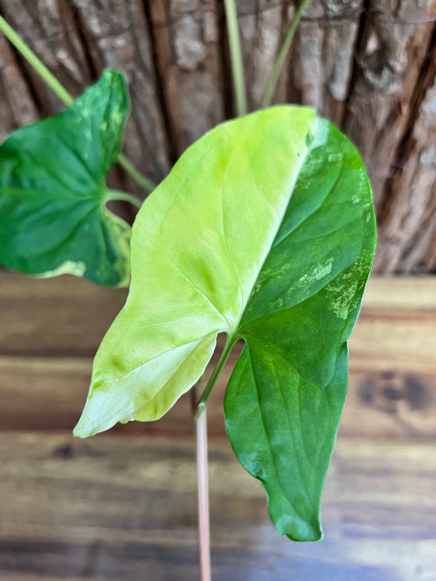 Syngonium podophyllum Aurea-variegata C154