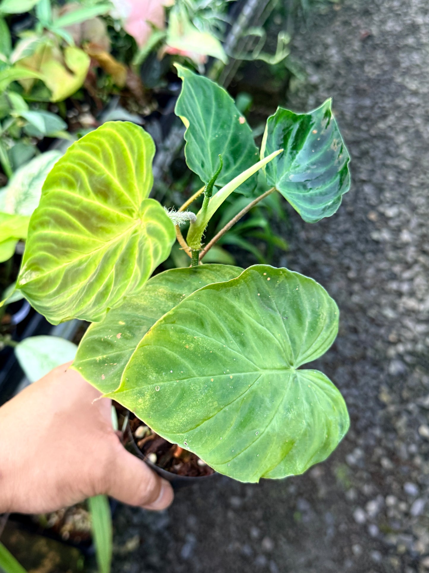 Philodendron 'Verrucosum' P48