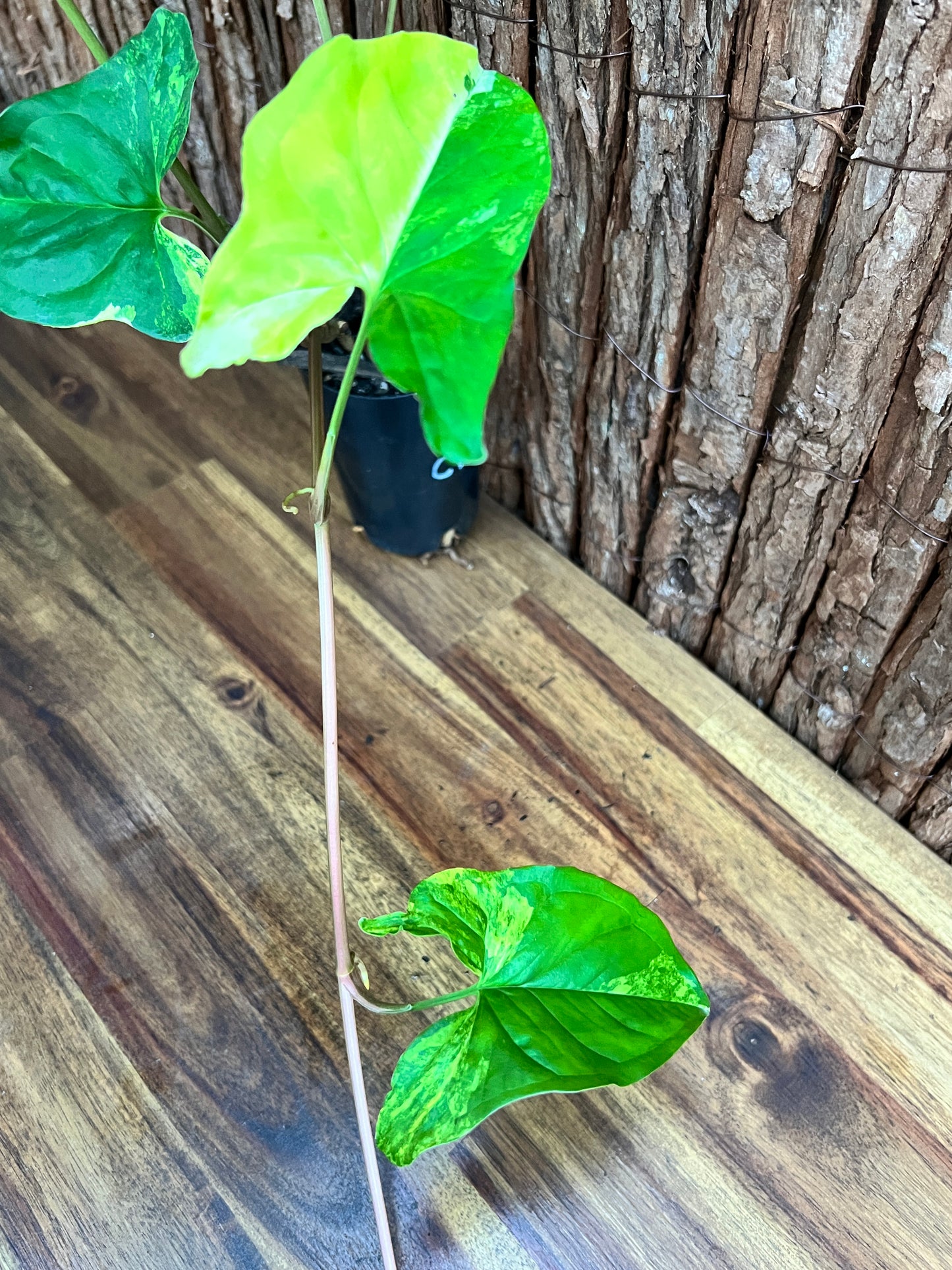 Syngonium podophyllum Aurea-variegata C154