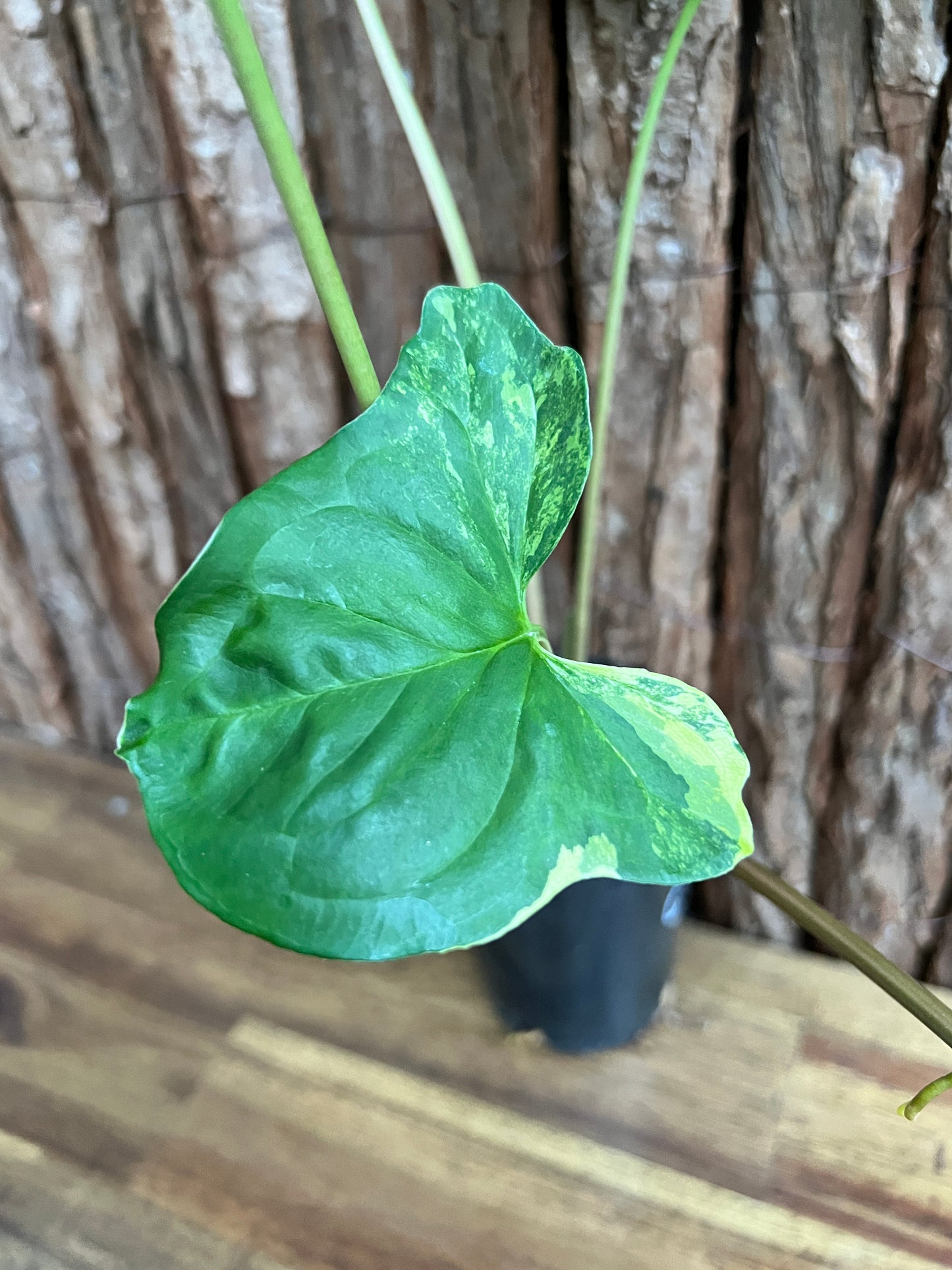 Syngonium podophyllum Aurea-variegata C154