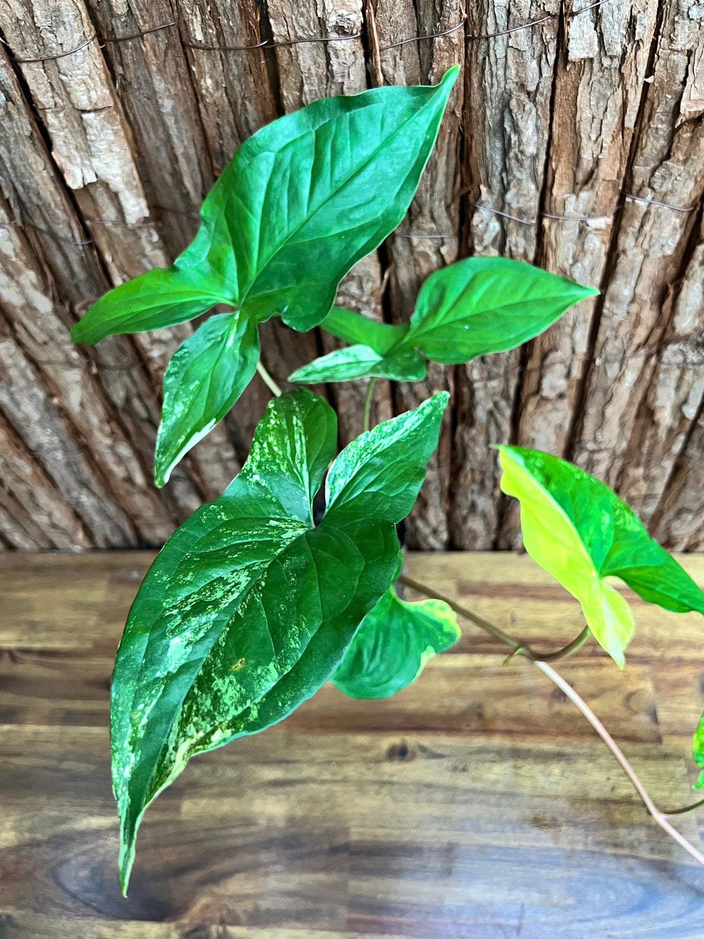 Syngonium podophyllum Aurea-variegata C154