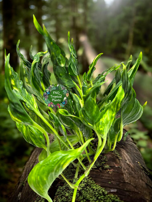 Epipremnum Shangri La aka Godzilla Pothos - Best Pick of the Crop!