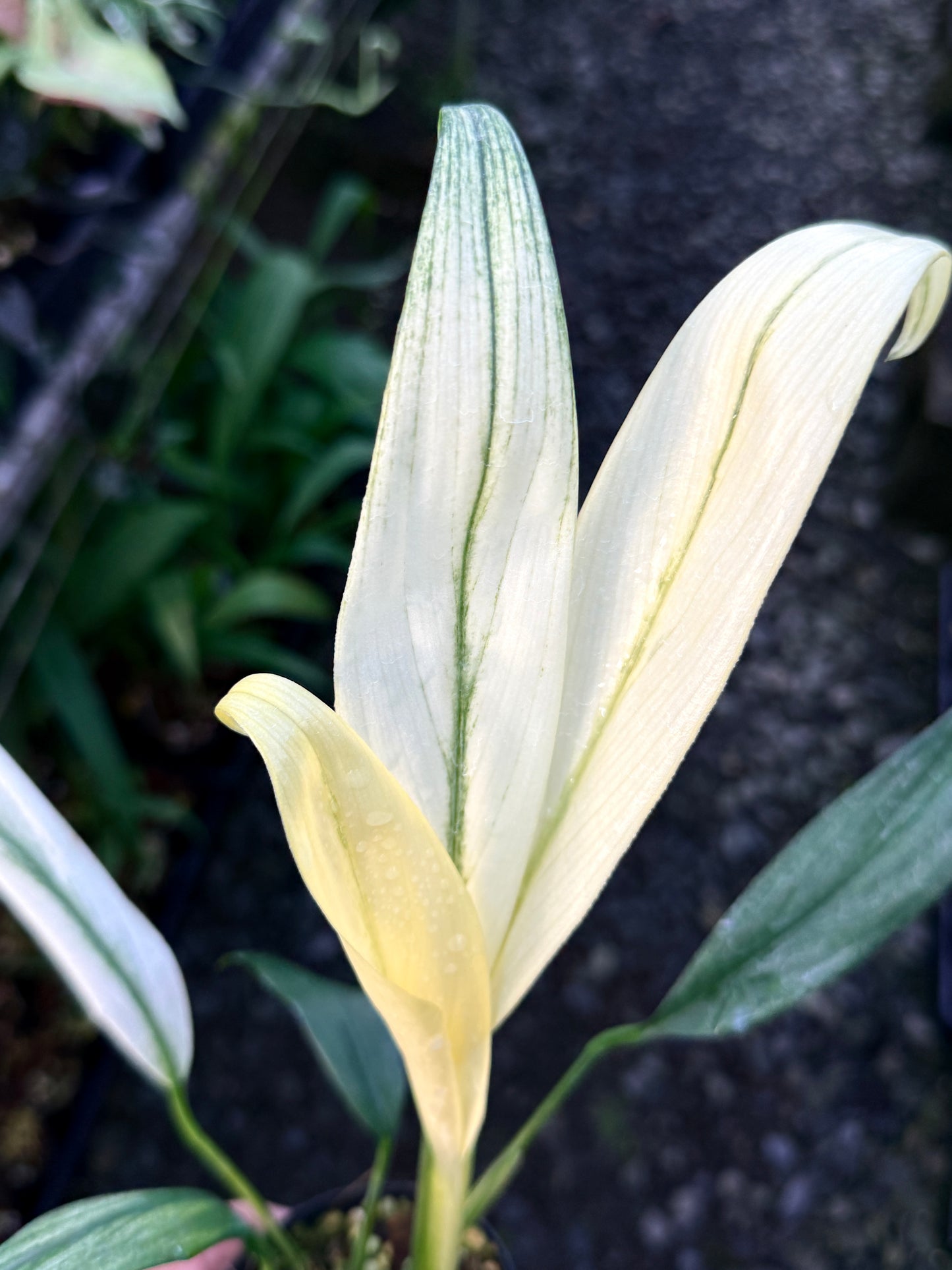 Epipremnum amplissimum 'Silver Variegata' R62
