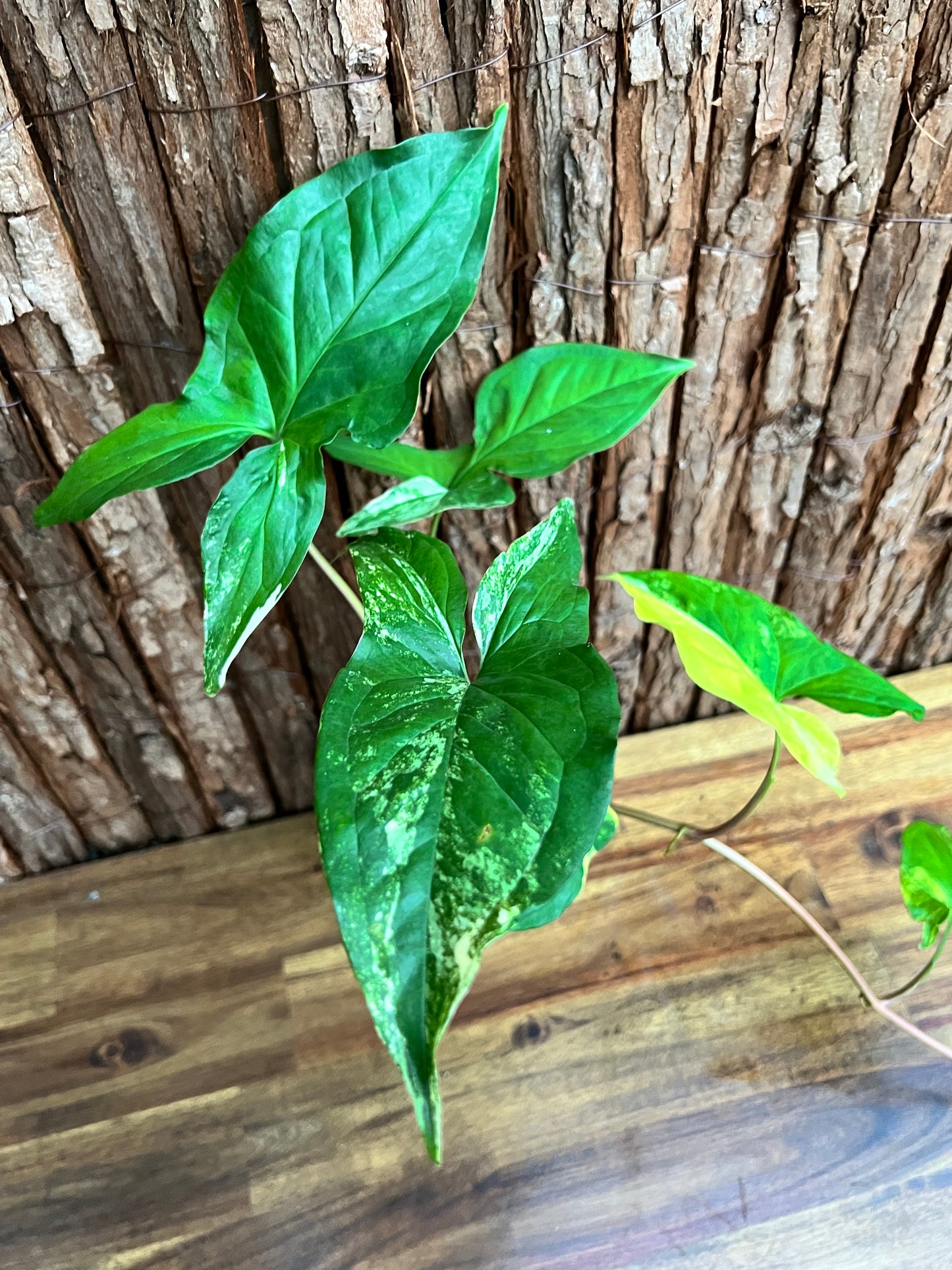 Syngonium podophyllum Aurea-variegata C154