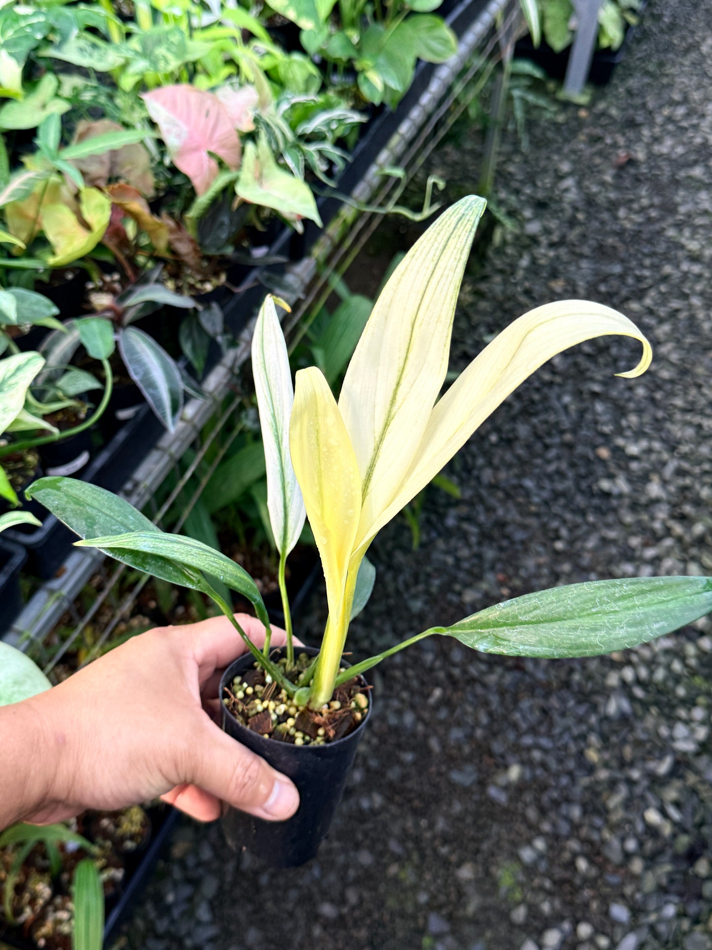 Epipremnum amplissimum 'Silver Variegata' R62