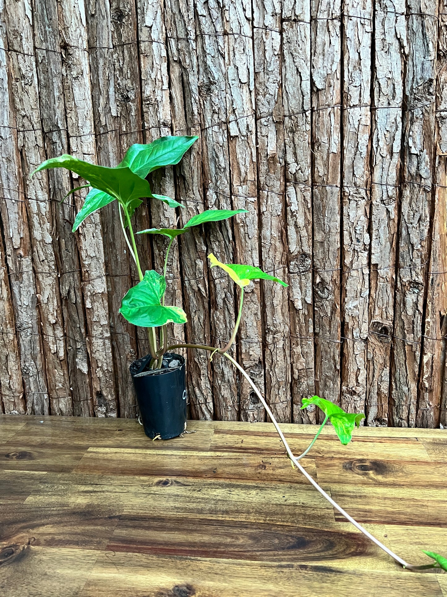 Syngonium podophyllum Aurea-variegata C154