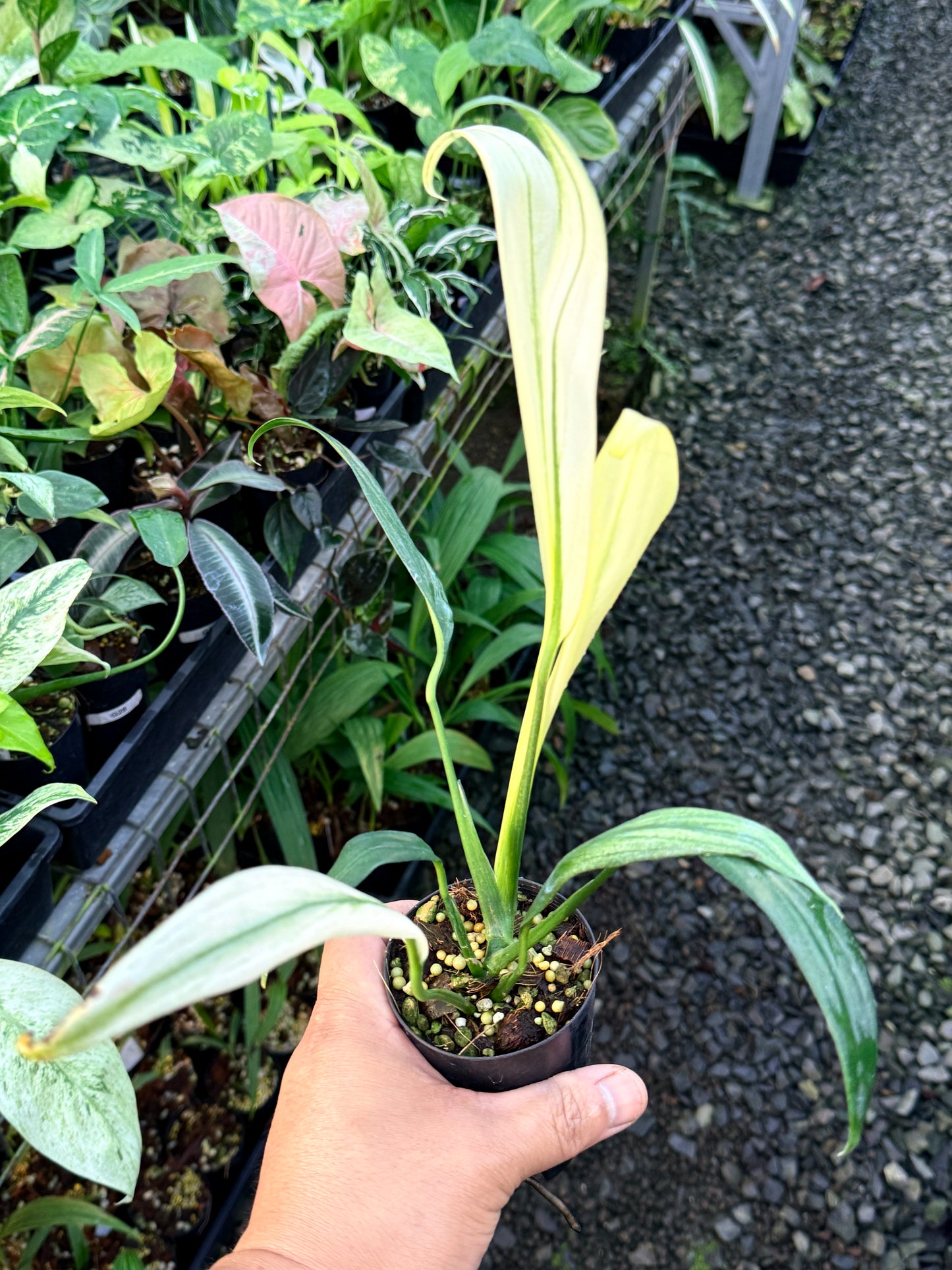 Epipremnum amplissimum 'Silver Variegata' R62