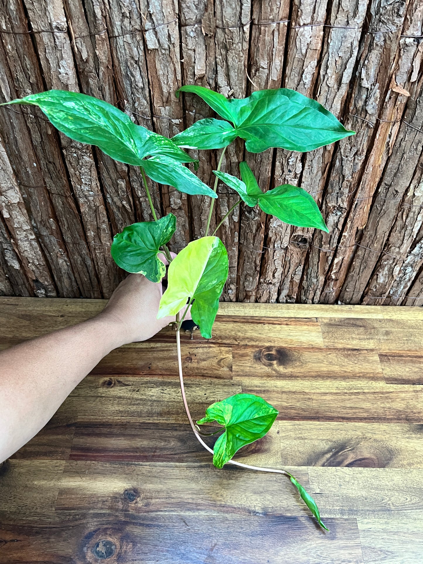 Syngonium podophyllum Aurea-variegata C154