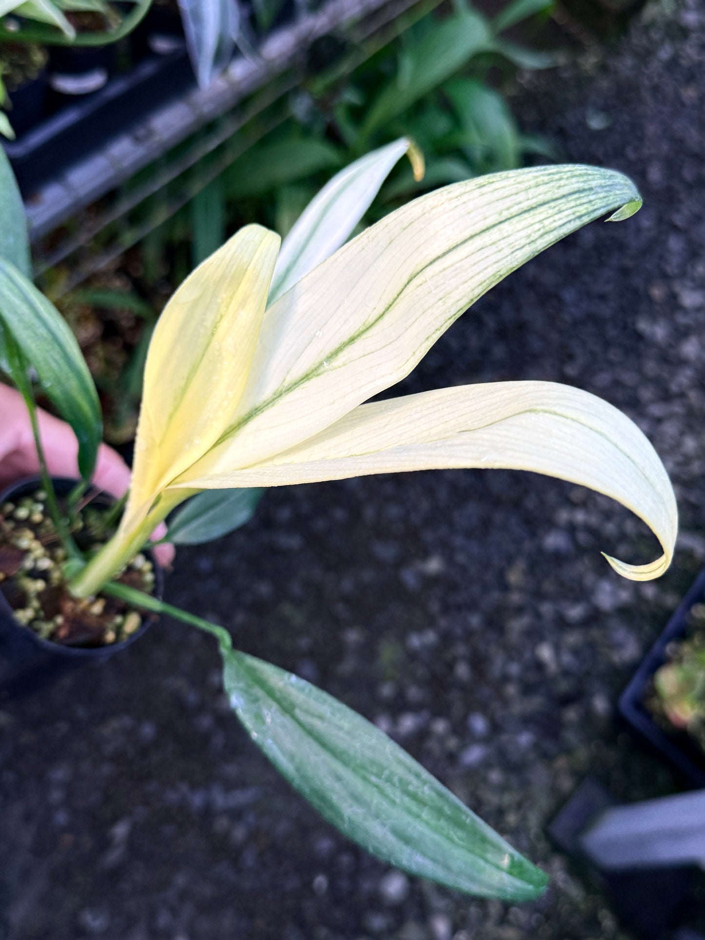 Epipremnum amplissimum 'Silver Variegata' R62