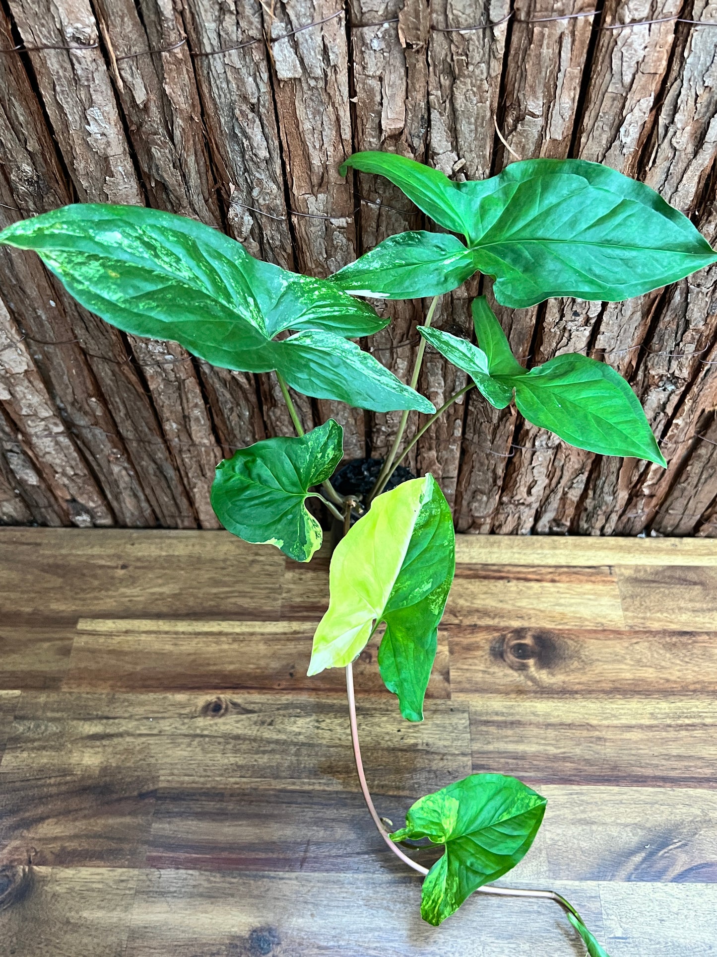 Syngonium podophyllum Aurea-variegata C154