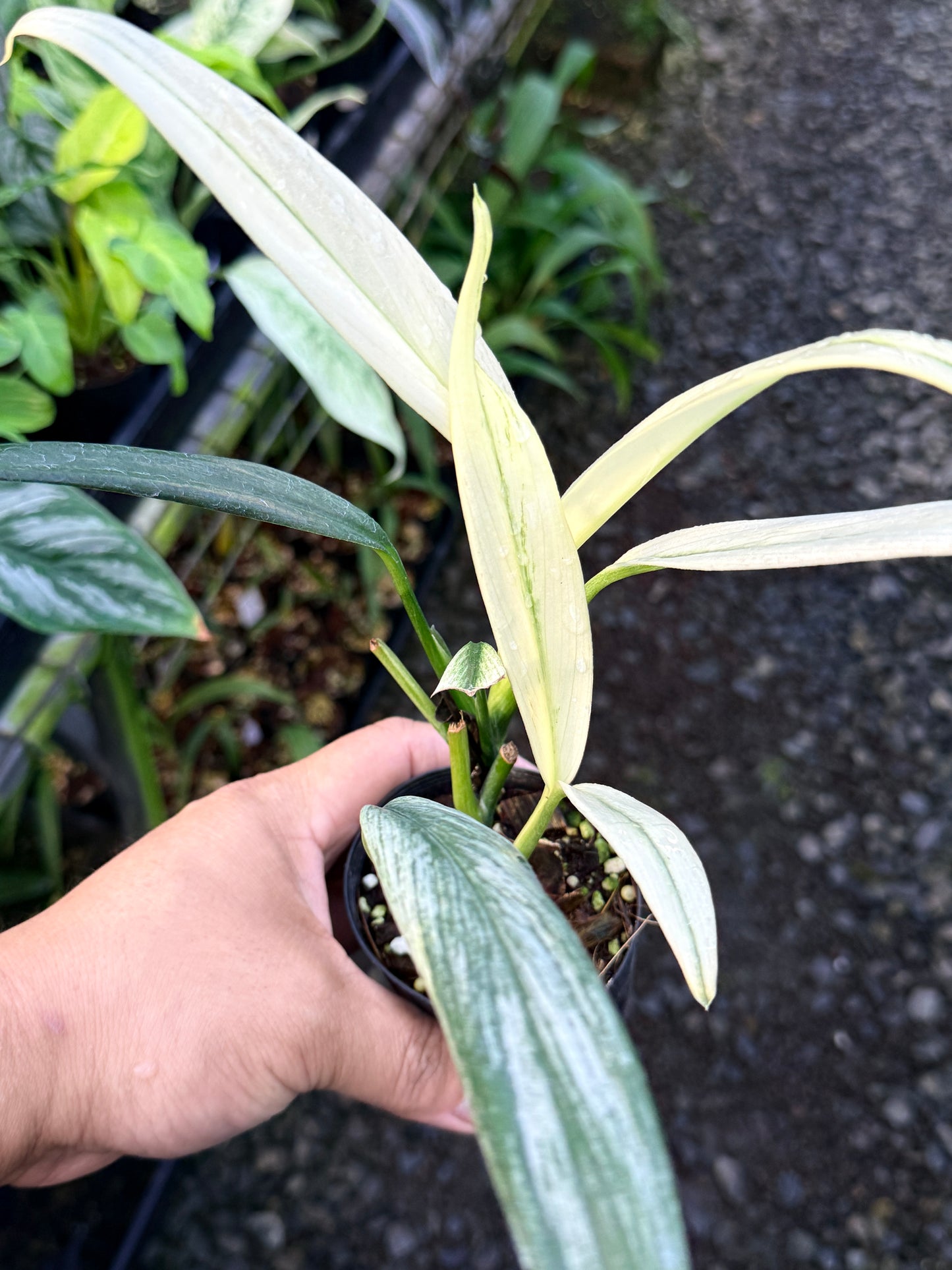 Epipremnum amplissimum 'Silver Variegata' R63