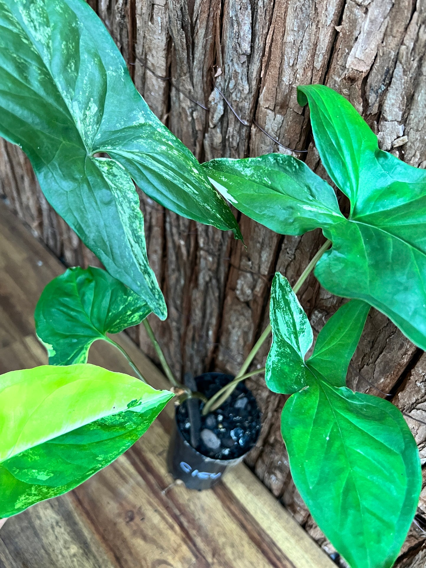 Syngonium podophyllum Aurea-variegata C154