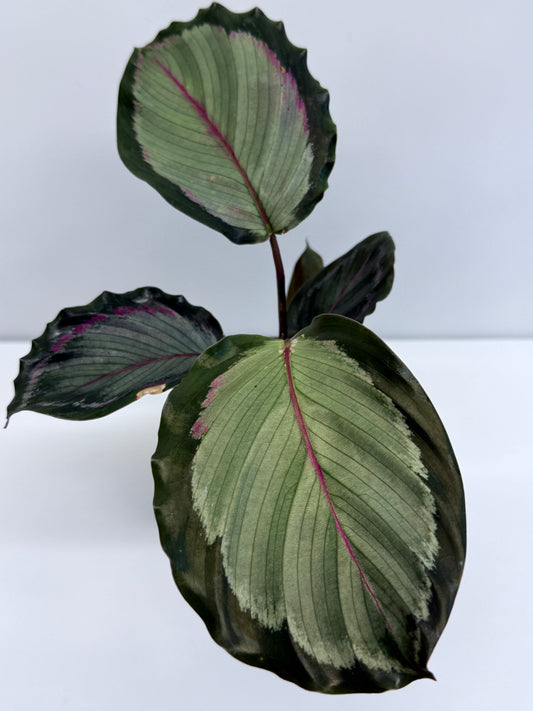 Calathea Northern Lights R4