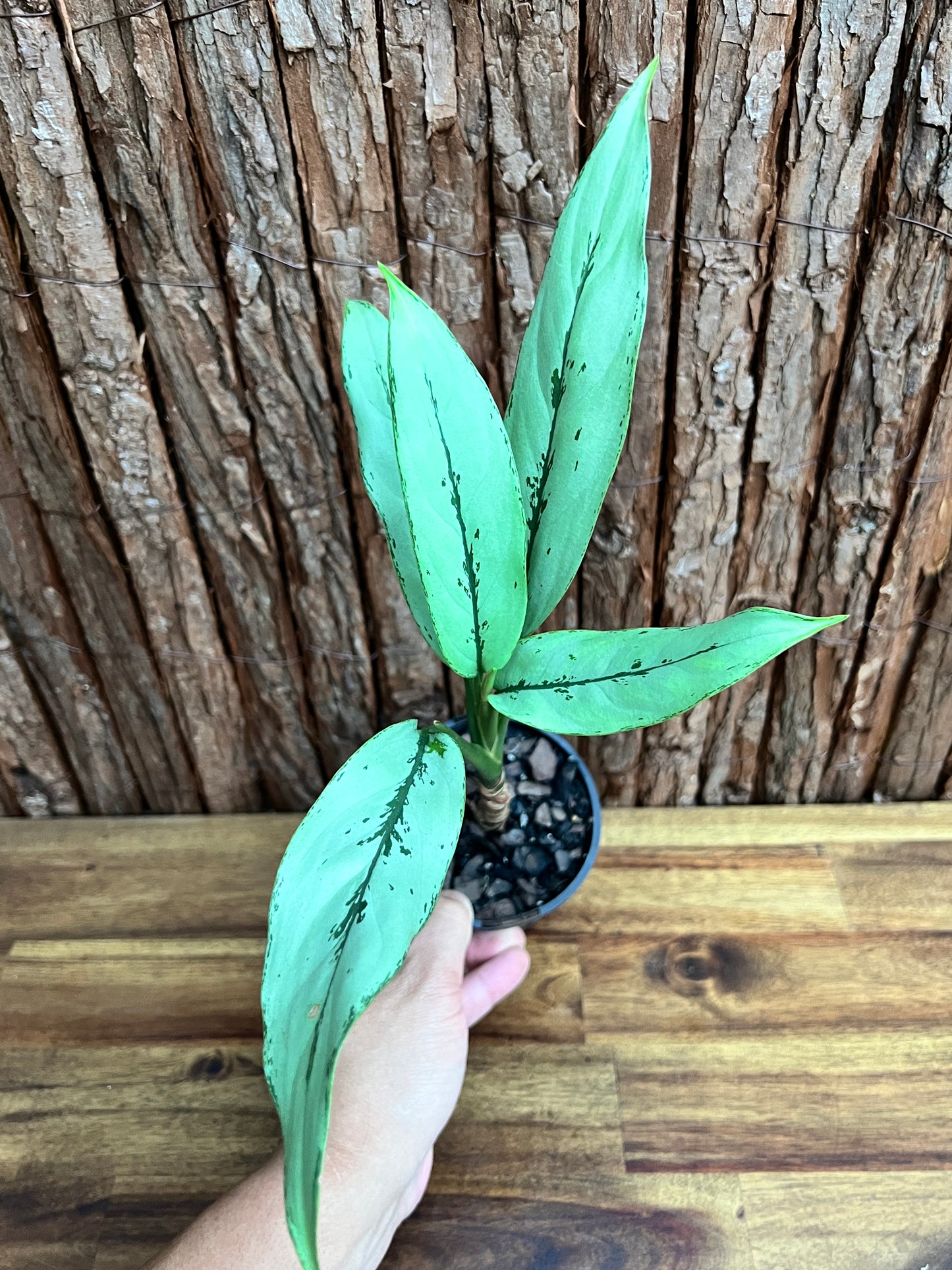 Aglaonema Hybrid C156