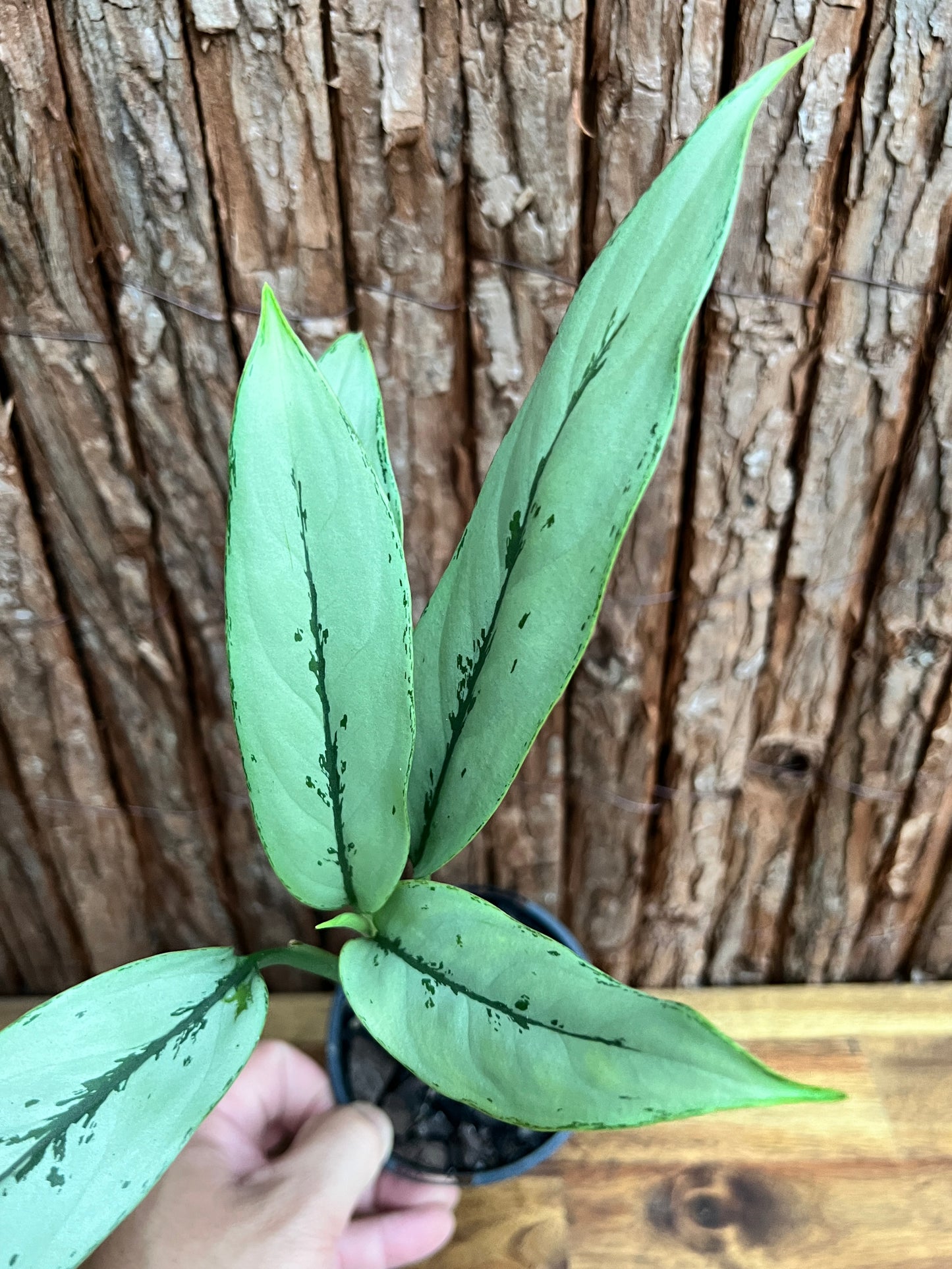 Aglaonema Hybrid C156