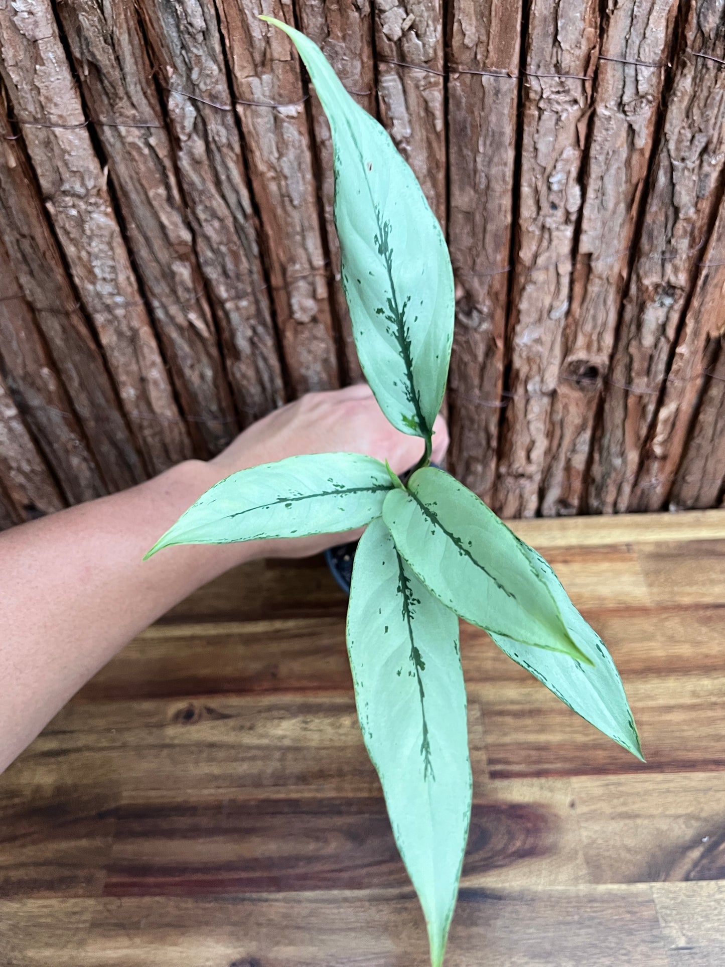 Aglaonema Hybrid C156