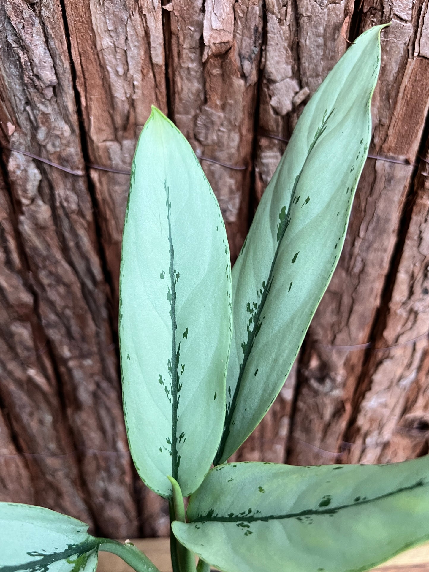 Aglaonema Hybrid C156