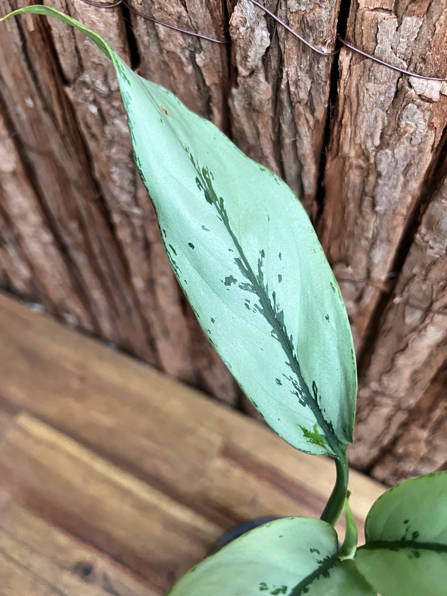 Aglaonema Hybrid C156