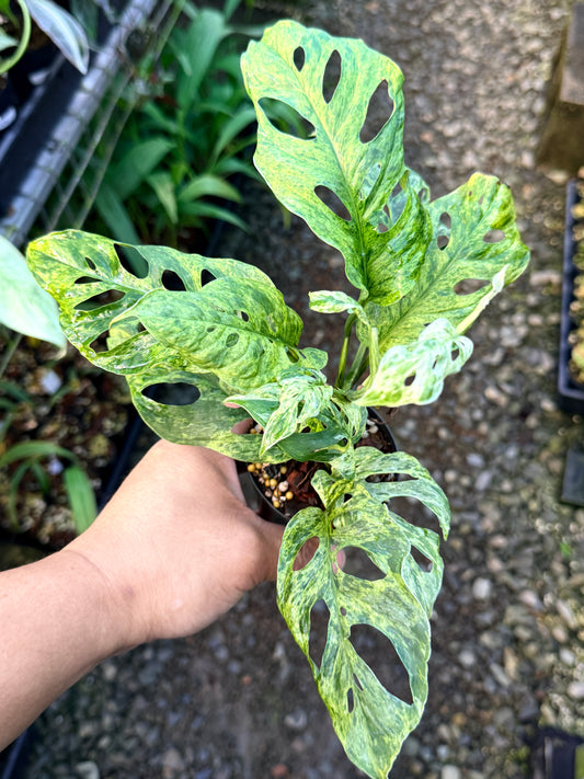 Monstera adansonii 'Mottled Mint' R51