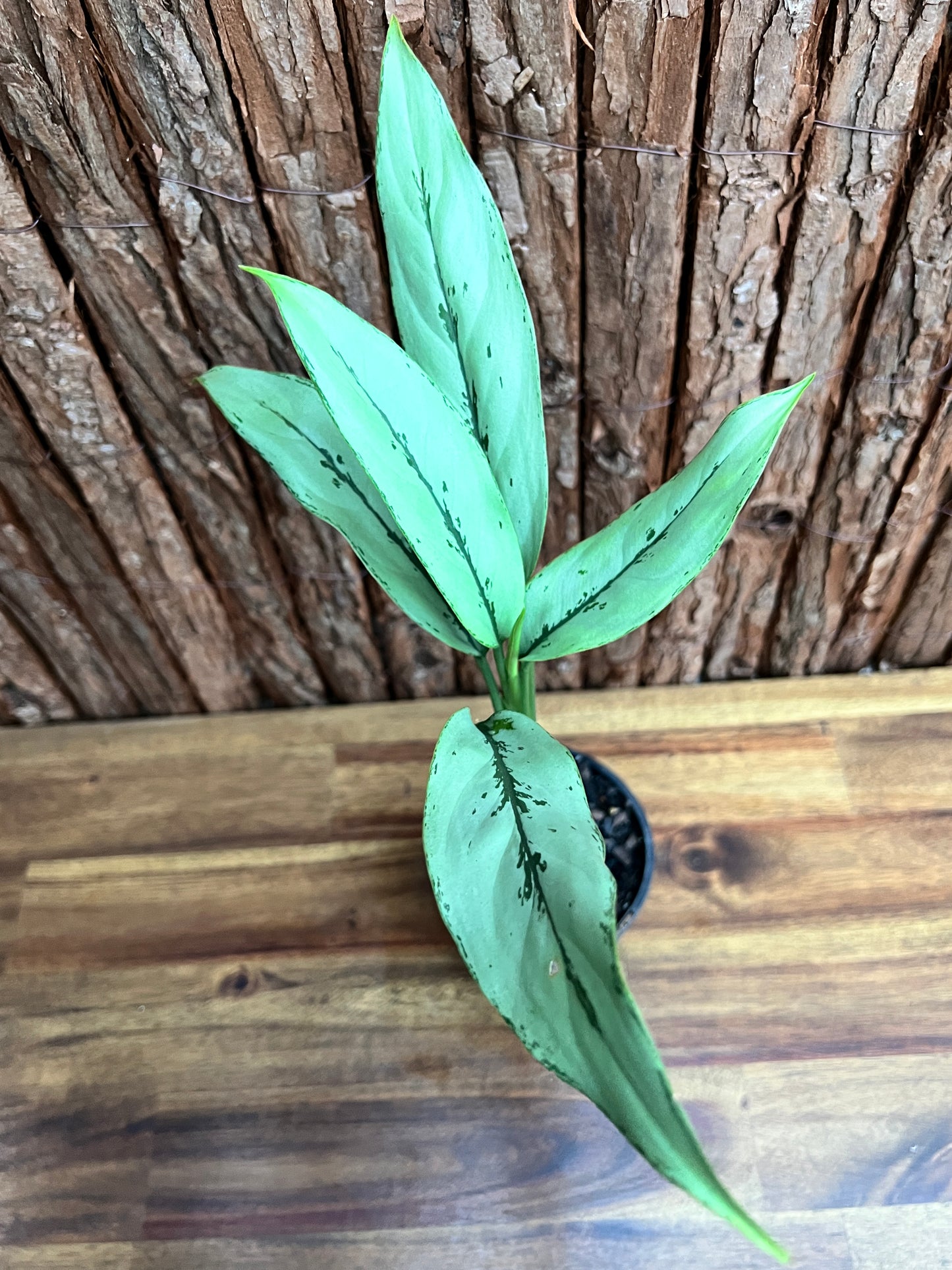 Aglaonema Hybrid C156