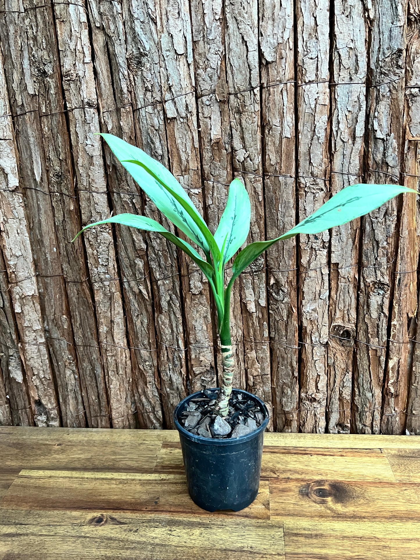 Aglaonema Hybrid C156