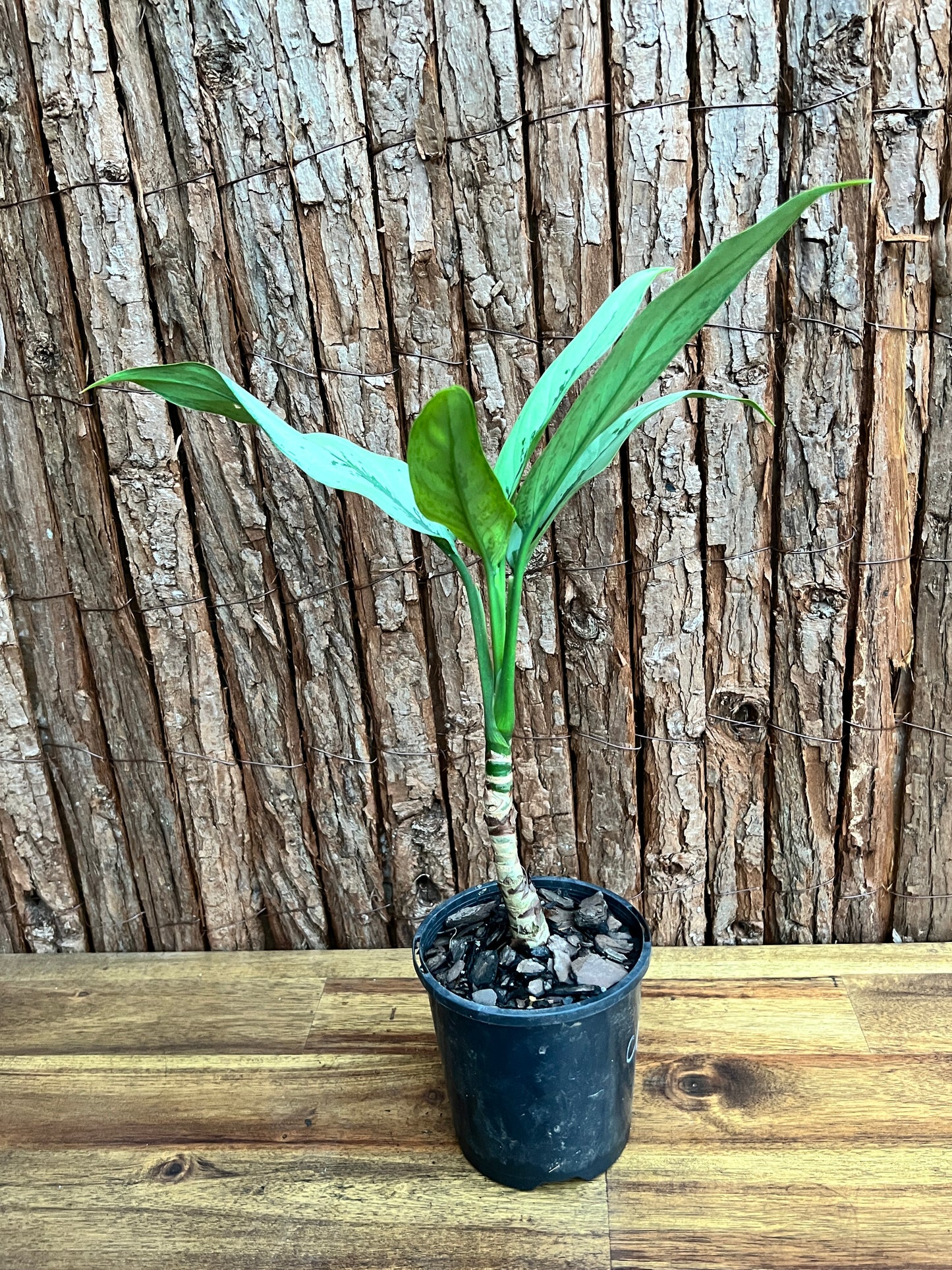 Aglaonema Hybrid C156