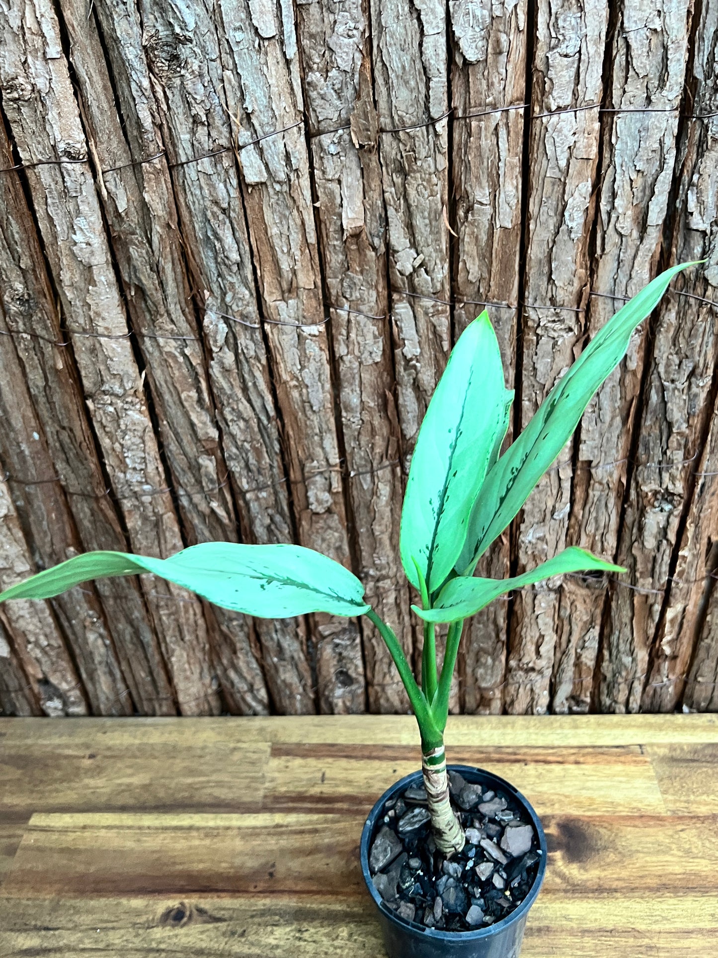 Aglaonema Hybrid C156