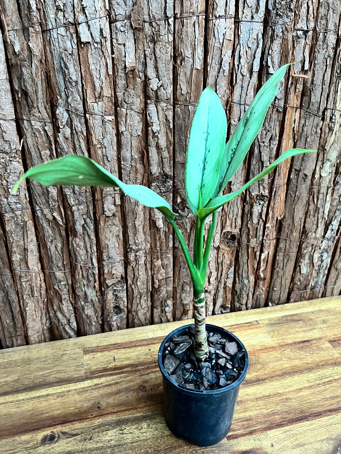 Aglaonema Hybrid C156