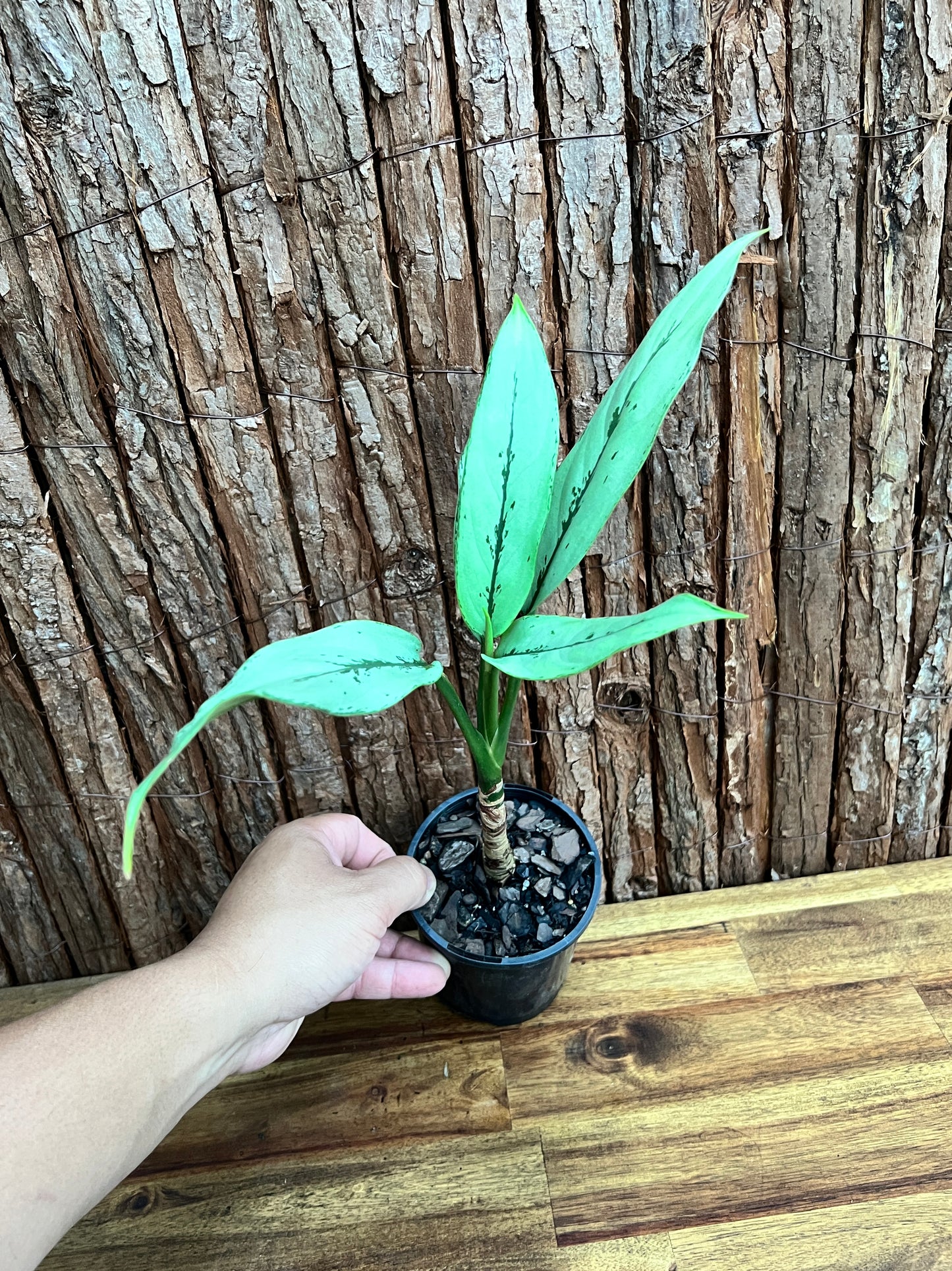 Aglaonema Hybrid C156