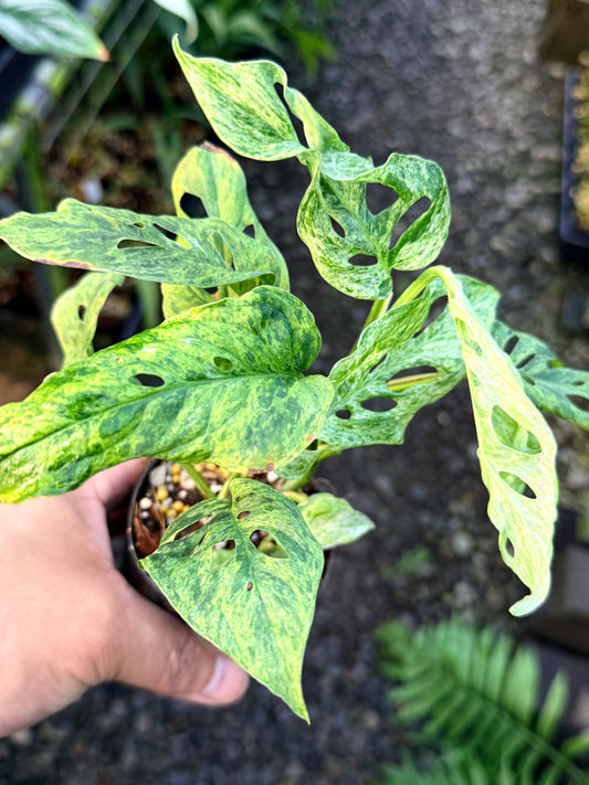 Monstera adansonii 'Mottled Mint' R50