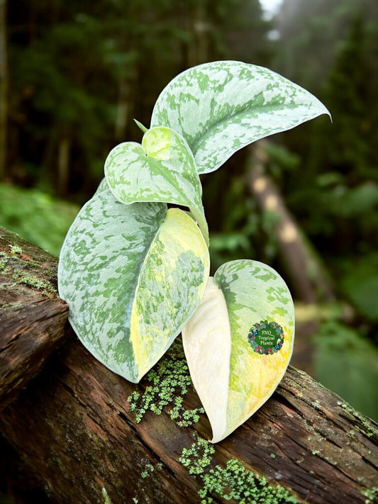 Scindapsus Pictus Aurea Mayari Variegata Z21